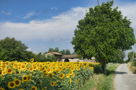 国家景观附近 CastellArquato