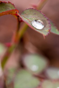 玫瑰花叶子上的小雨滴