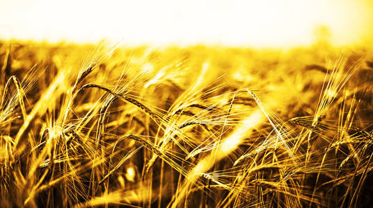 小麦幼穗在日落