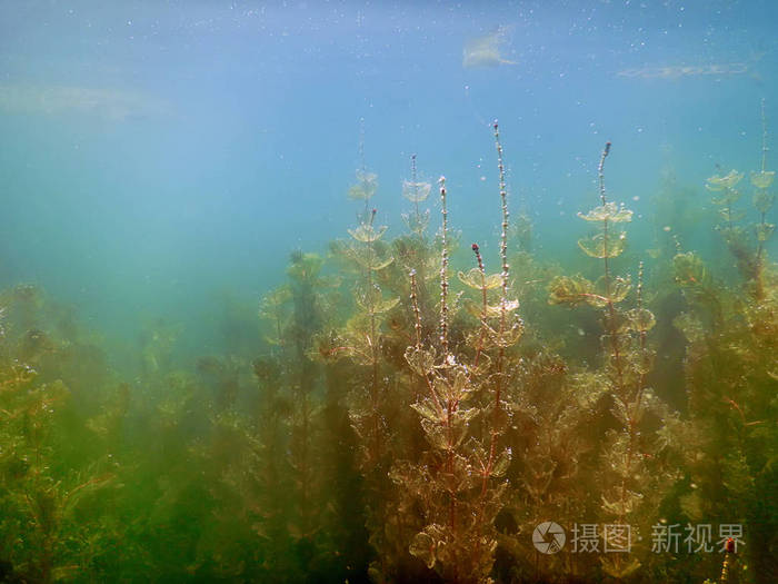 阳光海底淡水植物河流, 湖泊, 池塘.表面