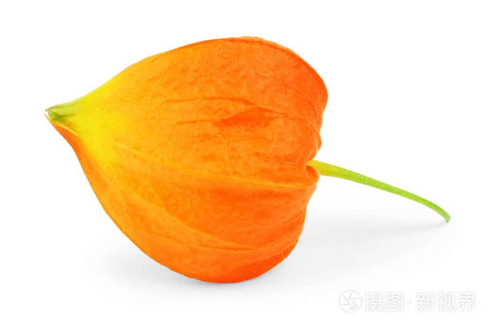 孤立在白色背景上的橙色酸浆