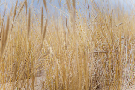 沙丘的波罗的海海岸线上一道亮丽的风景