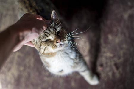 猫抬头坐在木制背景上