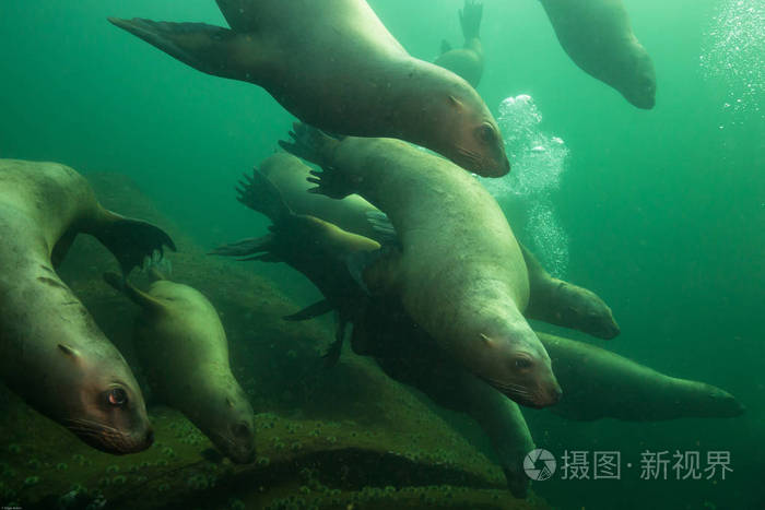 群海狮水下游泳