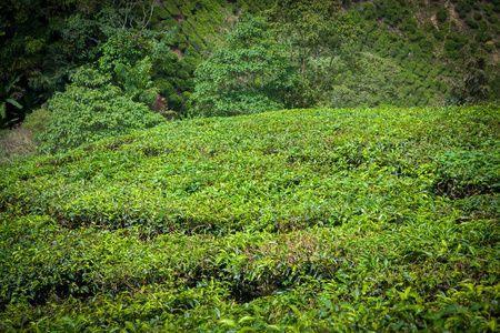 马来西亚金马伦高原的茶园