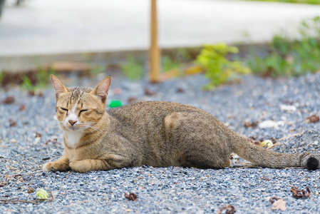 可爱的猫咪躺在室外地面上