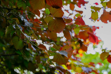 树上的彩秋叶