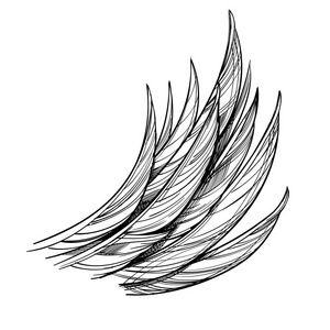 翼，孤立的插图