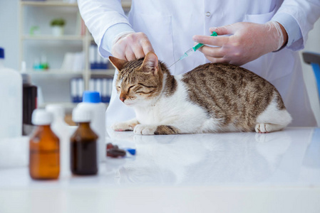 猫咪来访兽医做定期检查