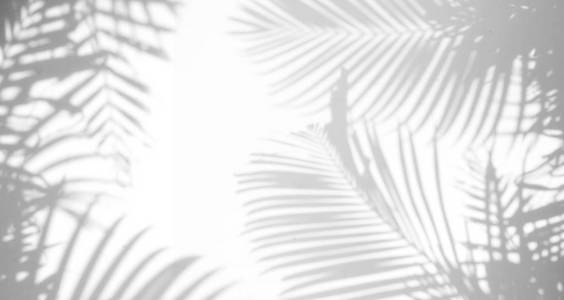 抽象背景阴影棕榈叶子在白色墙壁
