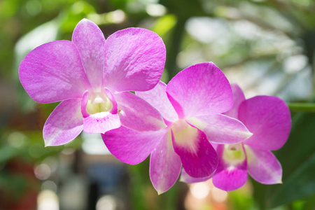 花园中美丽的兰花兰花