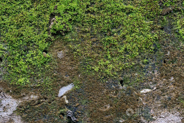 一张在旧石墙上的明亮的绿色苔藓的照片.纹理或 ba