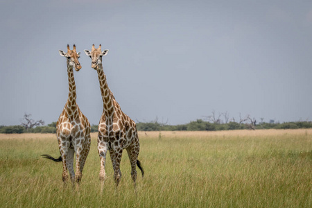 两只长颈鹿盯着相机在丘比国家公园