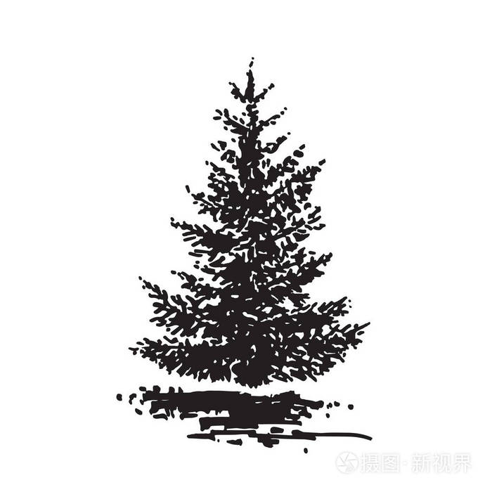 手绘树冷杉黑与白形象逼真素描画与油墨刷