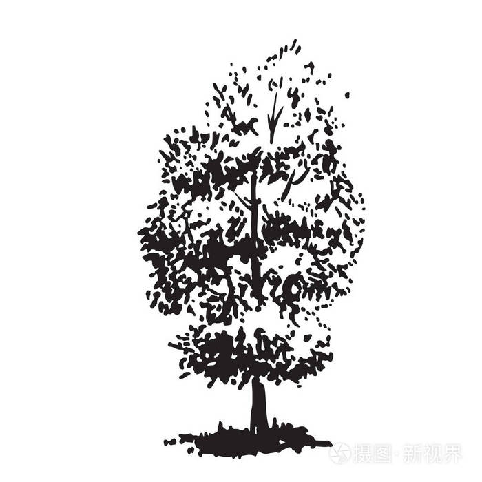 手绘树, 菩提树.黑与白形象逼真,素描画与油墨刷