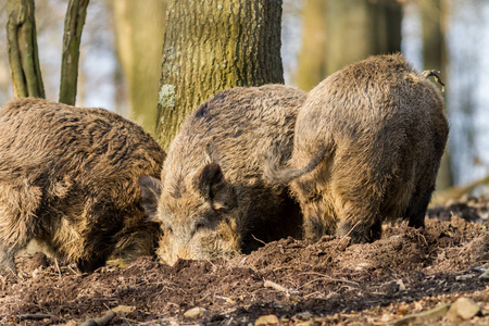 野猪 猪野猪 寻找食物野生板外壳埃菲尔，德国