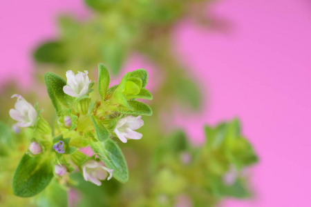 百里香花的背景。药用百里香