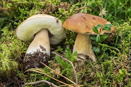 两个蘑菇牛肝菌上铺设从青苔