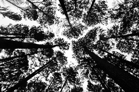从底角取下来的树的黑色轮廓, 有白色的天空是背景。图片松树从底部向上的背景