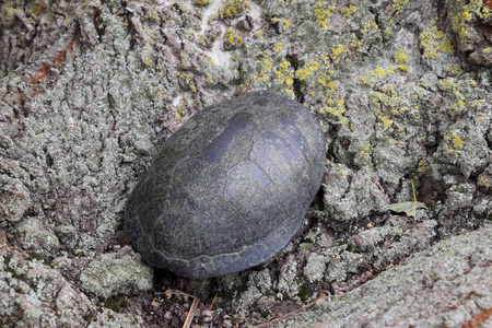 温带纬度的普通河龟。 乌龟是一种古老的爬行动物。 乌龟在树皮上。