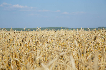成熟的小麦风景反对蓝蓝的天空