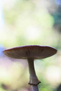 蘑菇在树林图片