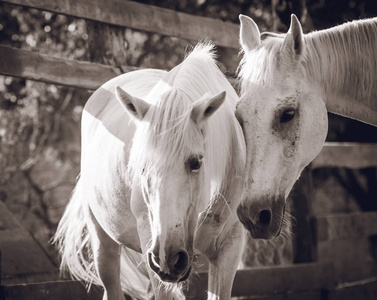 日落时两匹白马摆姿势拍照