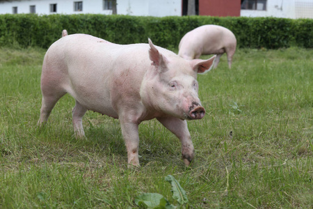 猪在农场附近的绿色草地上晒太阳