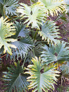 菲洛登德龙在阴凉的热带花园与郁郁葱葱的绿色树叶