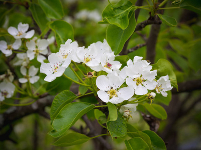 盛开的梨树。夏季背景。春天。开花的分支