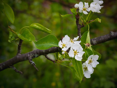 盛开的梨树。夏季背景。春天。开花的分支