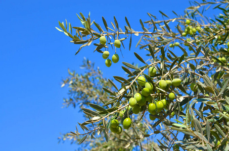 橄榄树, 在蓝天背景上有绿叶和橄榄的树枝