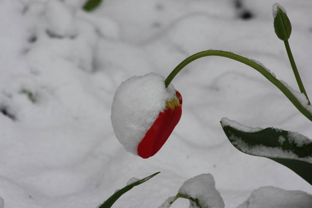 冬天雪中的化妆品刷