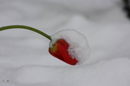 冬天雪中的化妆品刷