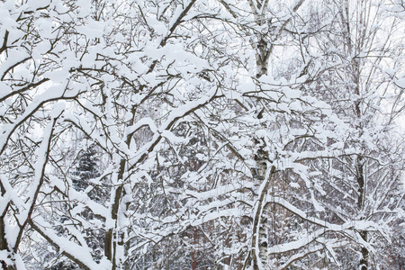 挂满树梢，新鲜的雪