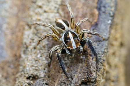 跳蛛 Plexippus paykulli 对自然背景的形象