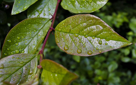 雨后的叶子上水滴