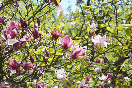 玉兰树与花。春天在树枝上绽放的木兰花
