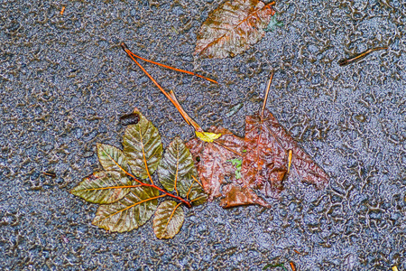 雨后的秋天印象