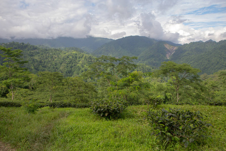 大吉岭印度茶园