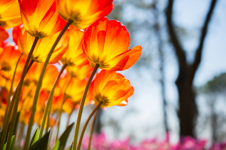 花园里的橘黄色郁金香花