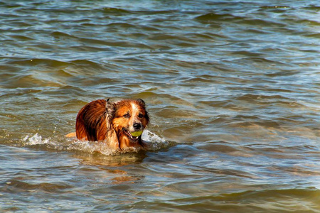 狗在海里游泳。这只狗在波罗的海的波浪中玩耍。在水中的乐趣