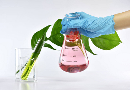 研究员混合有机天然提取物，药剂师制订护肤化妆品从花卉植物精华 替代医学 研究与开发的概念