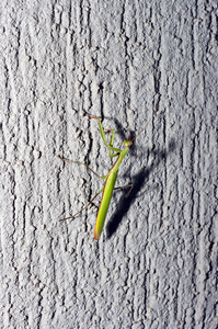 螳螂落在墙上