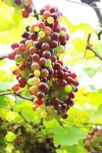 新鲜的葡萄，在与大自然的葡萄园
