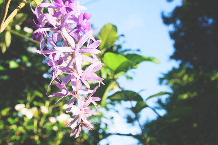 绽放的紫色花朵与蓝天