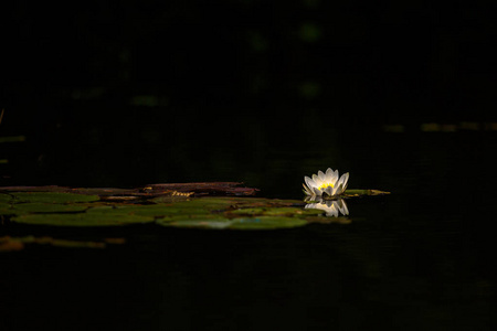 在池塘里的睡莲