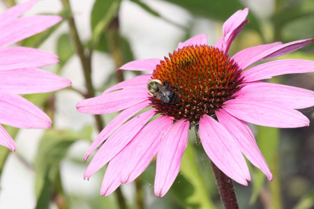 带蜜蜂的纪念花紫色图片