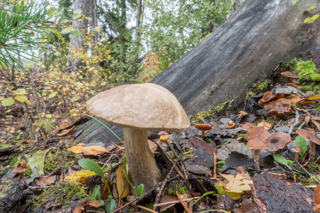 蘑菇在秋天