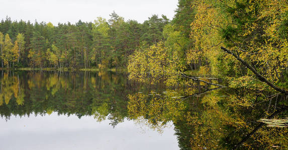 水附近美丽的秋天森林图片
